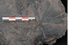 Foto (Detailansicht) von Plantae indet.  (NHMW-GEO-2024-0188-11566)